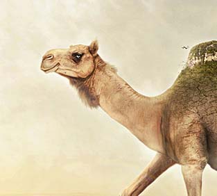 攻击网站的方法